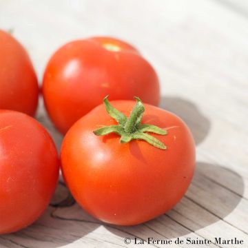 Tomate Maja