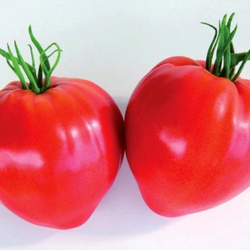 Tomate Cauralina F1 (Plantas de tomate injertadas)