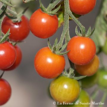 Tomate cherri Cerisette Lylia