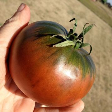 Tomate Cherokee Purple