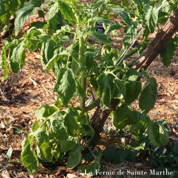 Tomate Chile Verde