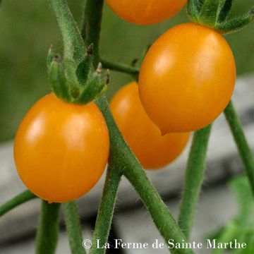 Tomate Cocktail Clémentine