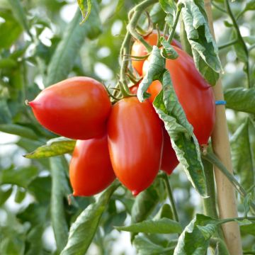 Tomate Colibri F1 (Plantas de tomate injertadas)