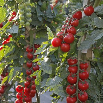 Tomate cherri Crokini F1 (plantas)