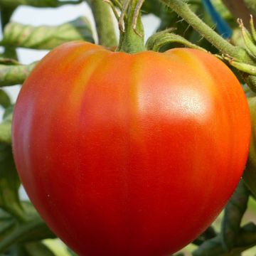 Tomate Cuor di Bue BIO