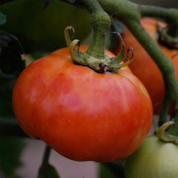 Tomate Delicate