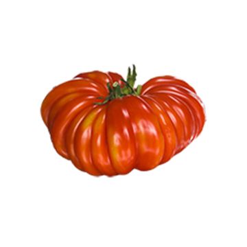 Tomate Delizia F1