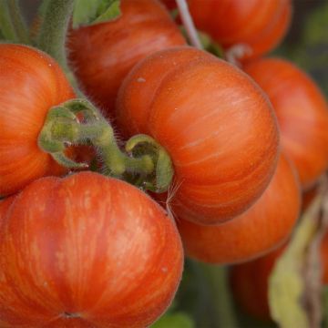 Tomate Elberta Peach