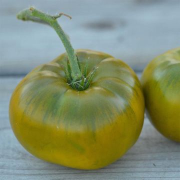 Tomate Emerald Evergreen