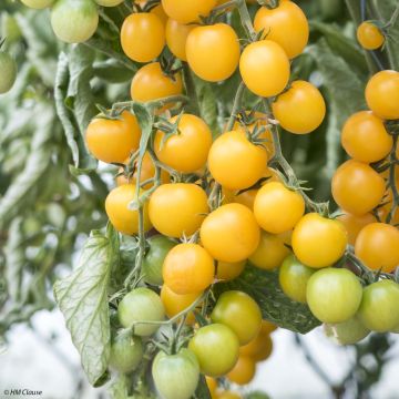 Tomate cherri Goldwin F1