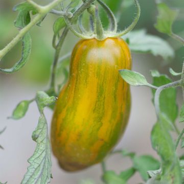 Tomate Green Sausage