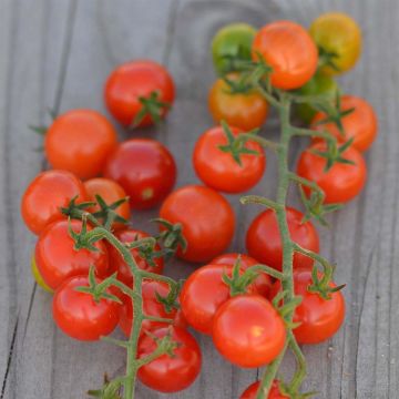 Tomate Groseille Rouge