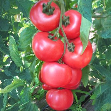 Tomate Honey Moon F1 (planta)