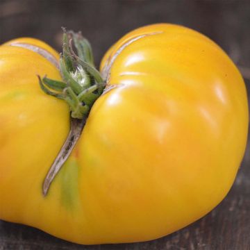 Tomate Huge Lemon Oxheart