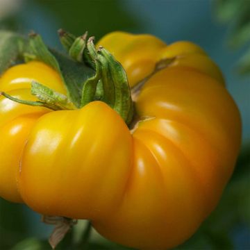 Tomate Jaune Saint Vincent