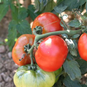 Tomate Joie de la table