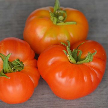 Tomate Joyau d'Oaxaca