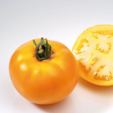 Tomate Lemon Boy F1 (planta)