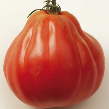 Tomate Liguria Bio - Ferme de Sainte Marthe