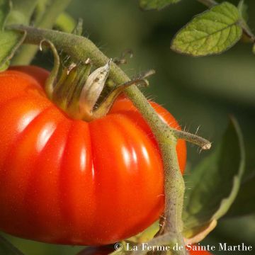 Tomate Marmande - Ferme de Sainte Marthe