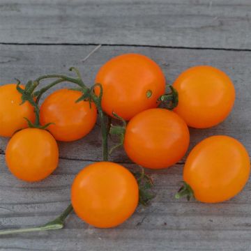 Tomate Mini Orange