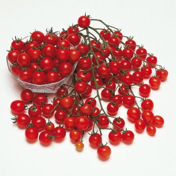 Tomate cherri Pepe (planta)