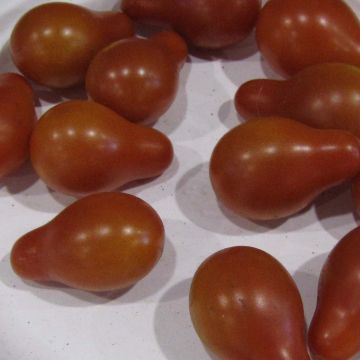 Tomate cherri Poire rouge