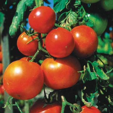 Tomate Pomme Rojo