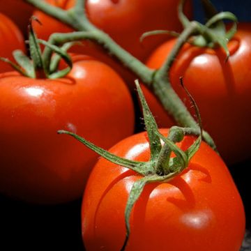 Tomate cherri Premio (planta)