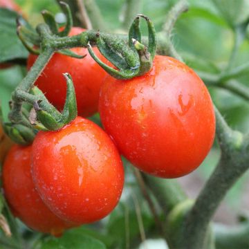 Tomate Prince Borghese