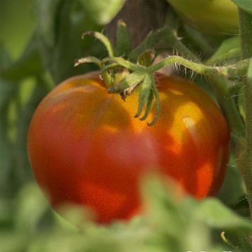 Tomate Reine des hâtives