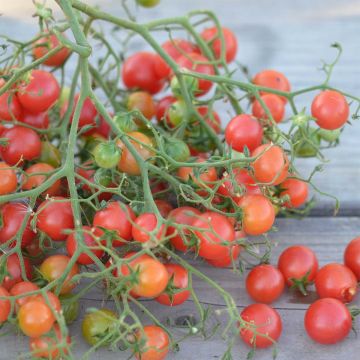 Tomate Rose Quartz Multiflora