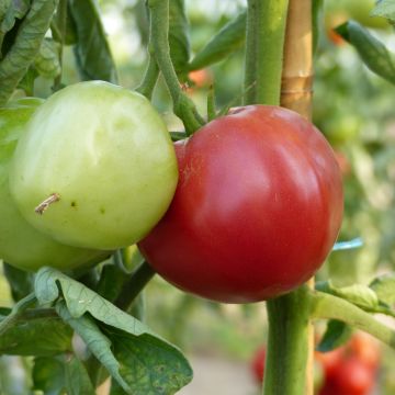 Tomate Rose de Berne (planta)