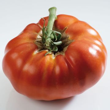 Tomate Russe rouge (planta)