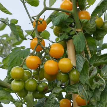 Tomate cherri Stargold F1