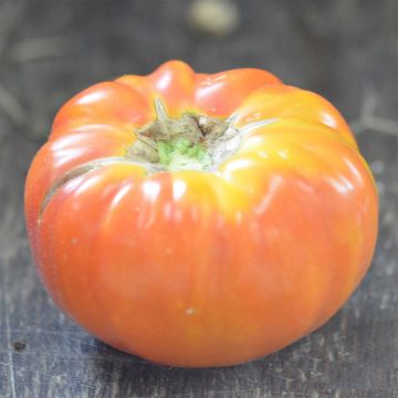 Tomate Striped German