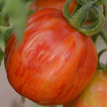 Tomate Striped Stuffer