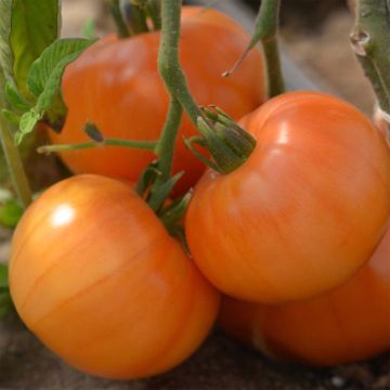 Tomate Summer Cider