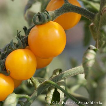 Tomate Tangerine