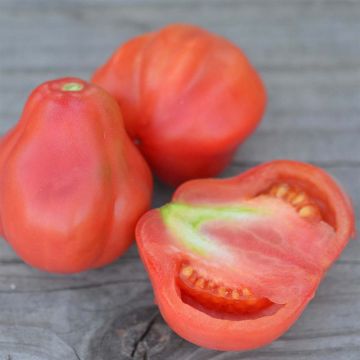 Tomate Tlacolula Pink