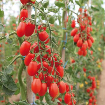 Tomate cherri Trilly (planta)