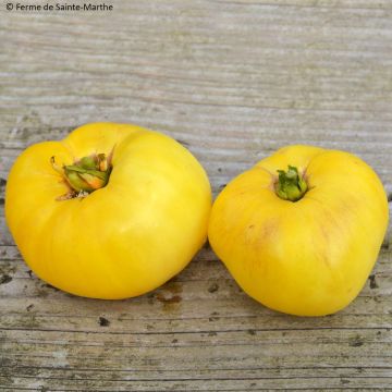 Tomate Yellow 1884 Pinkheart