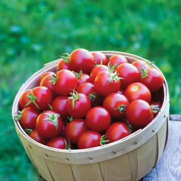 Tomate cherri Baby Boomer F1