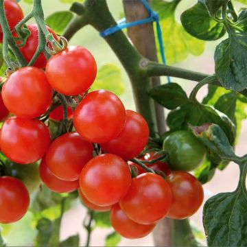 Tomate cherri Gusta Mini Red F1