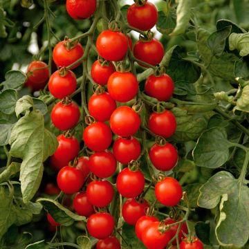 Tomate cherri Supersweet 100 (planta interjada)