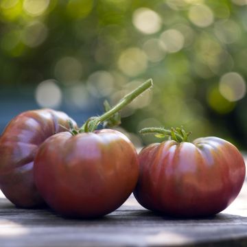 Tomate Noire de Crimée F1