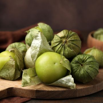 Tomate verde Bio - Ferme de Sainte Marthe