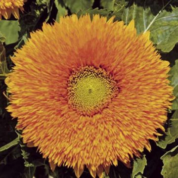 Girasol Sunflower Giant yellow