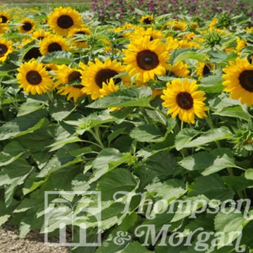 Girasol F1 Little Dorrit