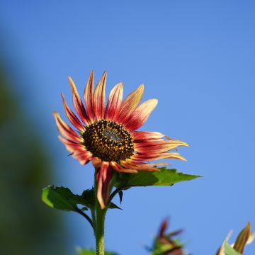 Girasol Ms. Mars